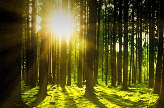 Wunderstoff aus dem heimischen Wald