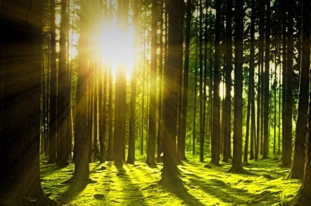 Wunderstoff aus dem heimischen Wald